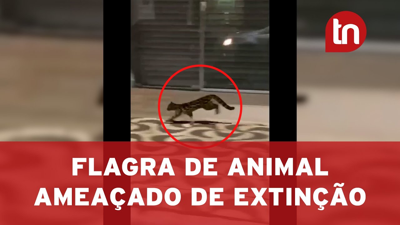 Felino ameaçado de extinção é flagrado na região de Apucarana