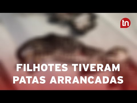 Mutilação de gatos é investigada pela polícia em Apucarana