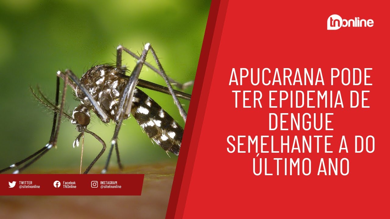 Apucarana pode ter epidemia de dengue semelhante a do último ano