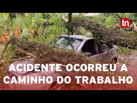 Árvore cai sobre carro e ocupantes saem ilesos: "Deu ruim"
