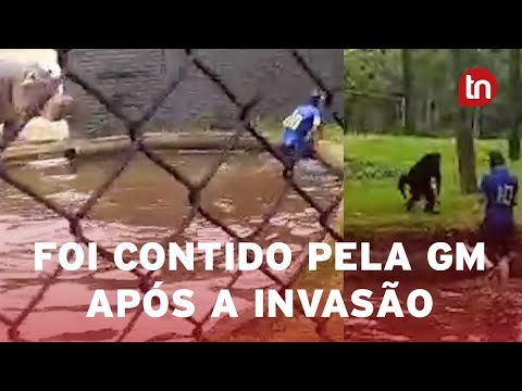 Homem invade jaulas de animais em zoológico do PR e é preso