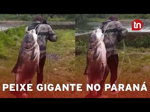 Já fisgou um igual? Pescador captura peixe gigante em represa no PR