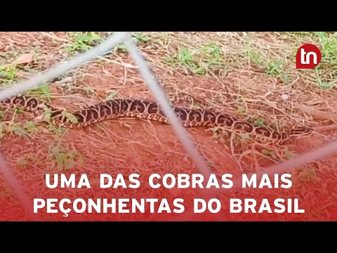 Morador flagra cobra peçonhenta em escola; bombeiros são acionados