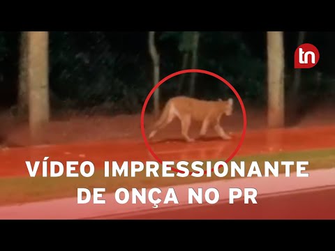 Onça é flagrada passeando nos arredores de parque