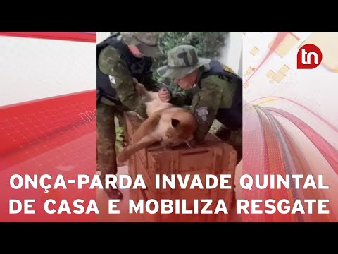 Onça-parda invade condomínio residencial no PR e assusta moradores
