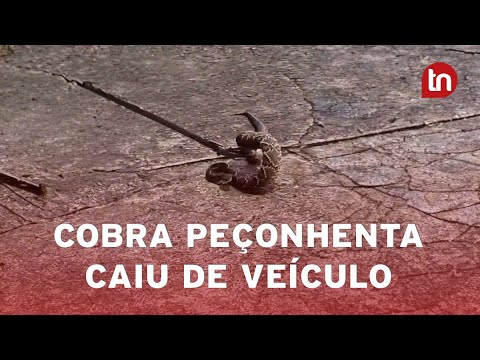 Passageira indesejada! Vídeo mostra cobra caindo de carro em movimento