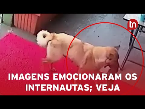Cachorra salva filhote da morte ao levá-lo sozinha ao veterinário