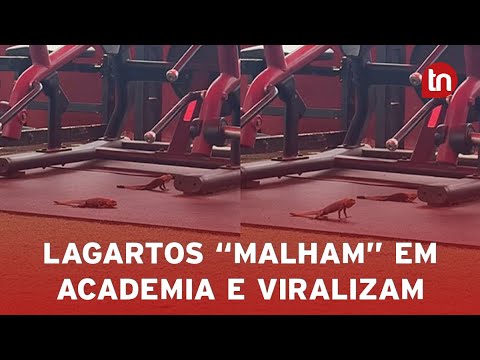 Projeto verão: lagartos são flagrados em academia e vídeo viraliza