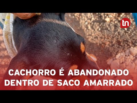 Filhote é abandonado dentro de saco amarrado em frente ao Cemsa