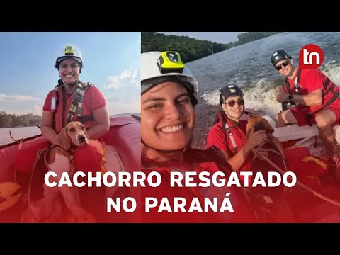 Cachorro é resgatado após cair de penhasco durante passeio no PR