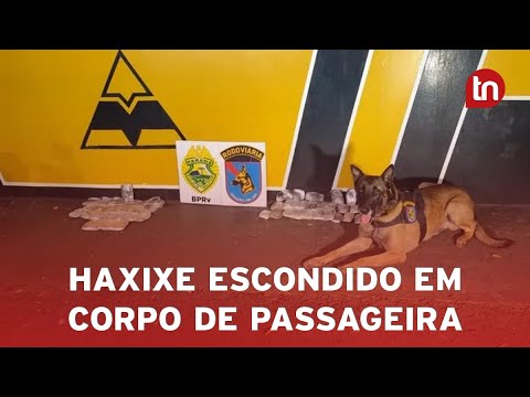 Cão Maximus, da PRE, encontra haxixe escondido em corpo de passageira