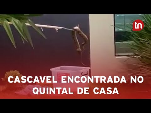 Cascavel de mais de 1 metro é achada em quintal de casa em Marilândia
