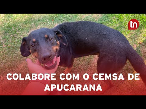 Cemsa adota abordagem mais humanizada no cuidado dos animais