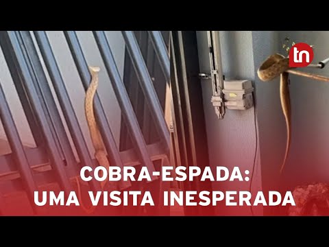 Morador leva susto ao encontrar cobra-espada no portão de casa