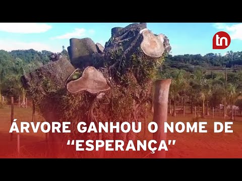 Moradora replanta árvore histórica de Apucarana e comemora brotos