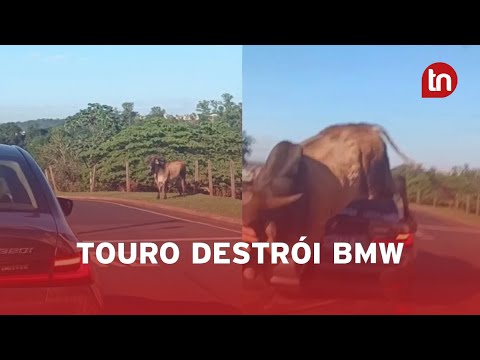 Touro solto em avenida avança sobre homem e amassa BMW