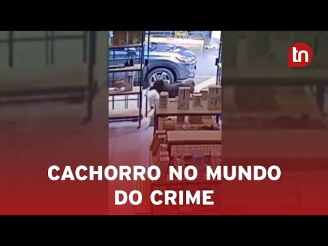 Cachorro é flagrado "furtando" vaquinha de pelúcia em loja do PR