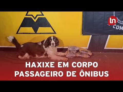 Cão Airon da PRE encontra haxixe preso nas pernas de passageiro no PR