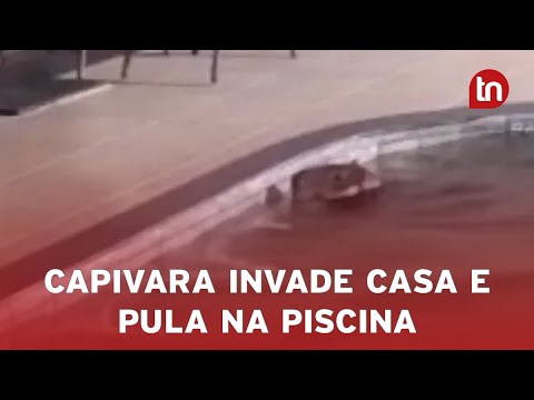 Capivara invade quintal e nada em piscina de casa em Apucarana (PR)