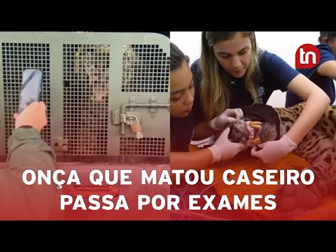 Onça que matou caseiro chega acordada para exames e assusta