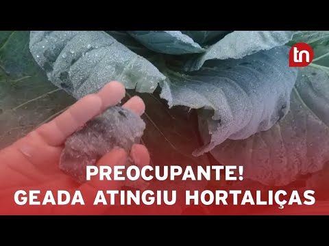 Geada atinge hortaliças e preocupa pecuaristas na região de Ivaiporã