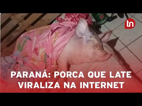 Peppa, a porca que aprendeu a latir após conviver com cachorros