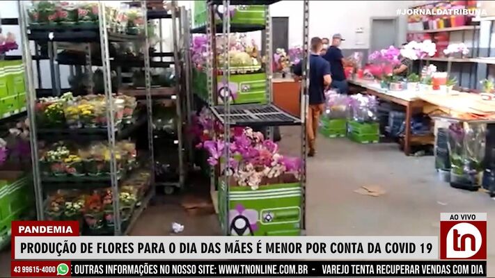 Produção de flores para o dia das mães é menor por conta da COVID 19