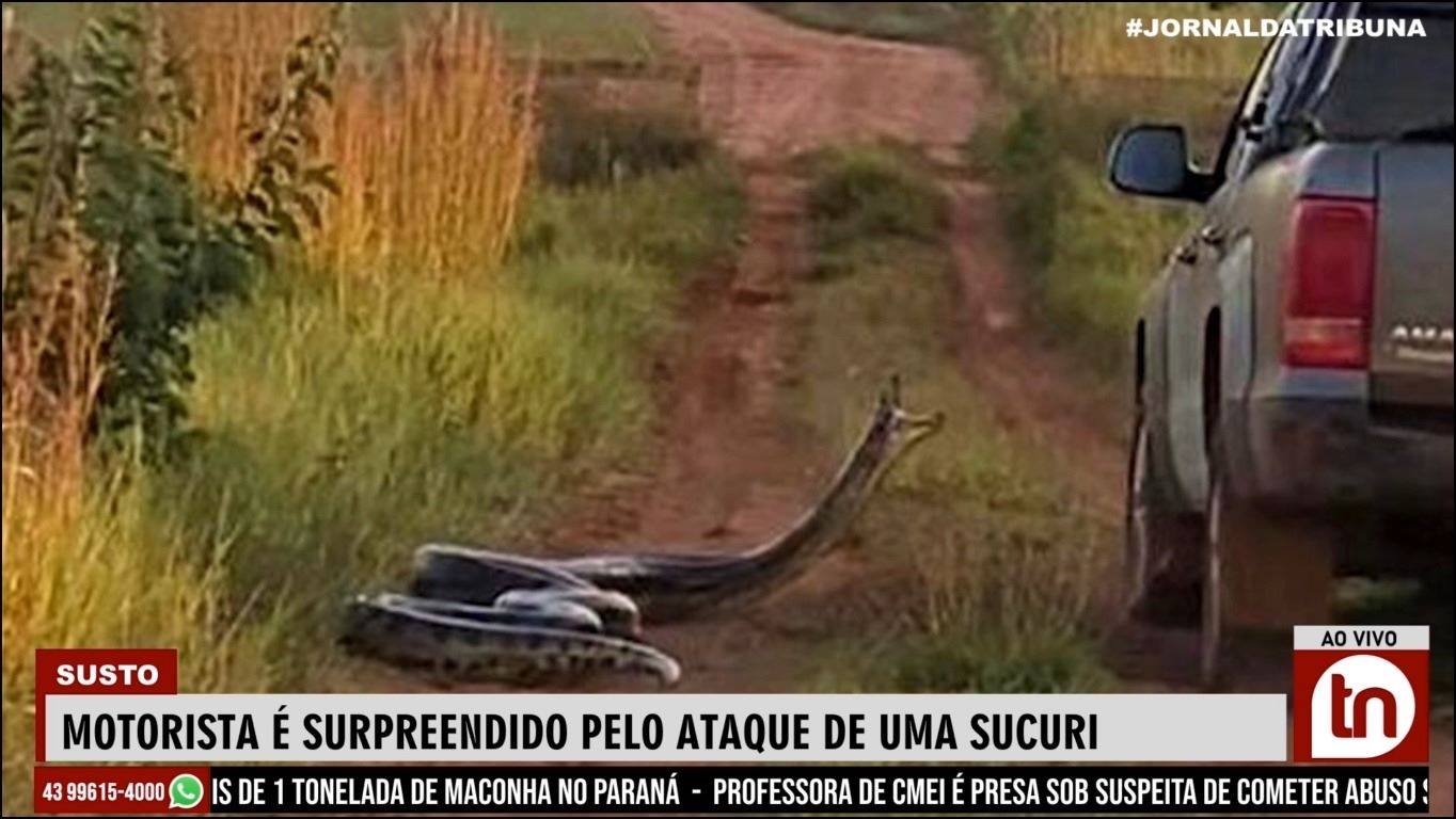 Motorista é surpreendido pelo ataque de uma sucuri