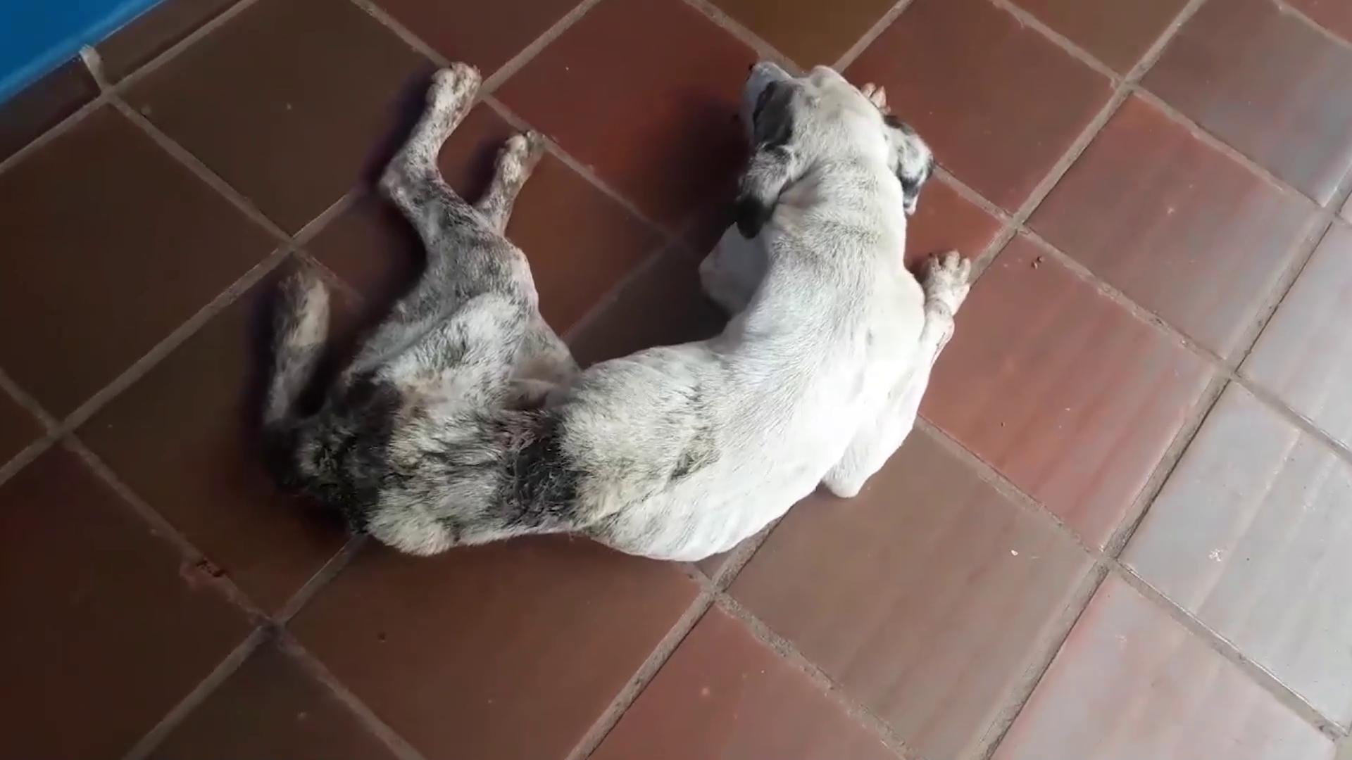Mais um caso de abandono animal é registrado em Apucarana