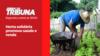 Horta solidária promove saúde e renda