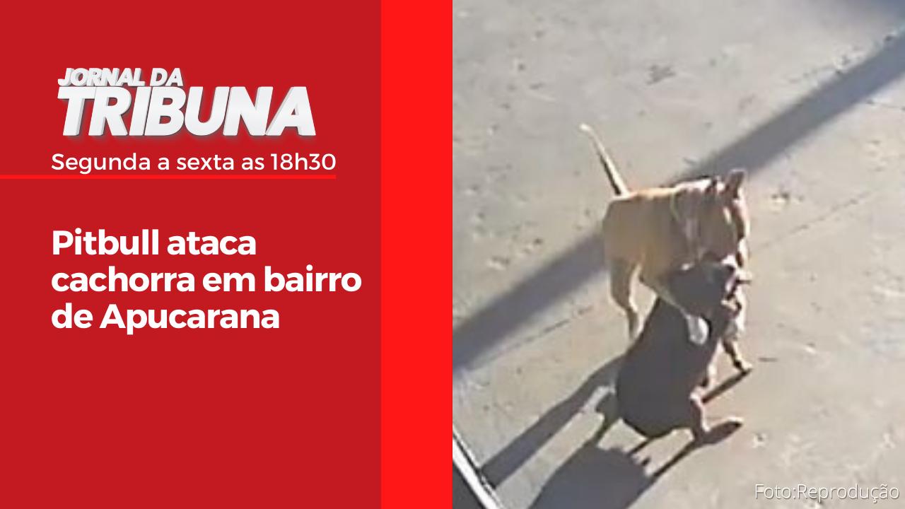 Pitbull ataca cachorra em bairro de Apucarana