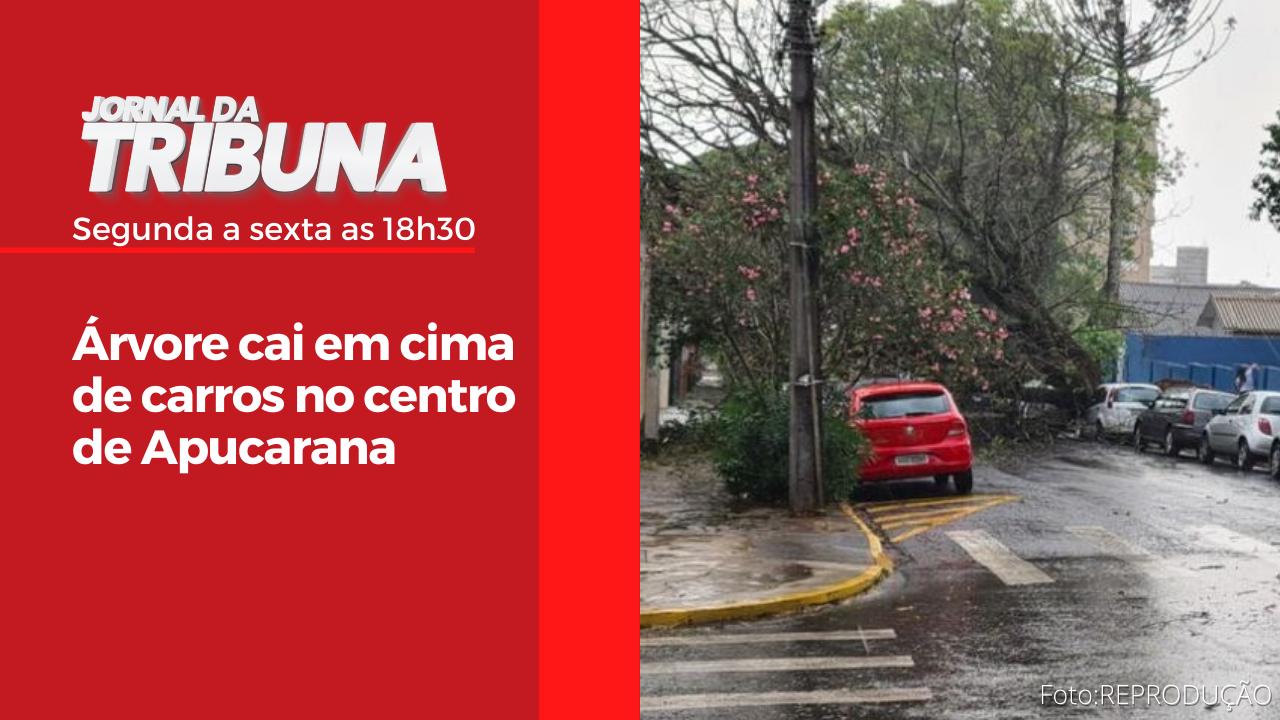 Árvore cai em cima de carros no centro de Apucarana