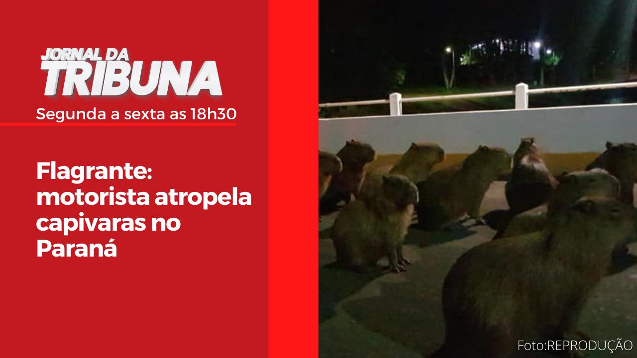 Flagrante: motorista atropela capivaras no Paraná