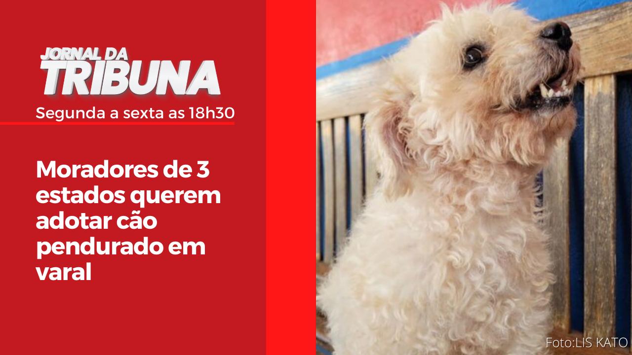 Moradores de 3 estados querem adotar cão pendurado em varal