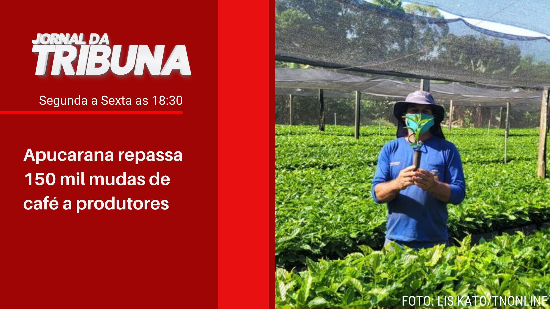 Apucarana repassa 150 mil mudas de café a produtores