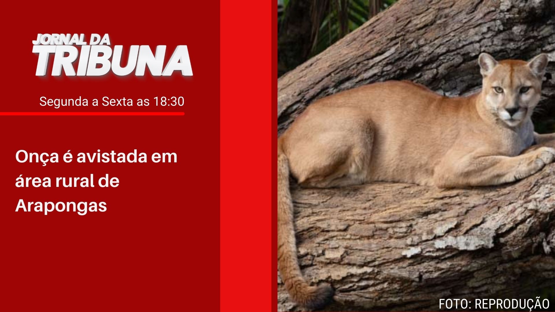 Onça é avistada em área rural de Arapongas