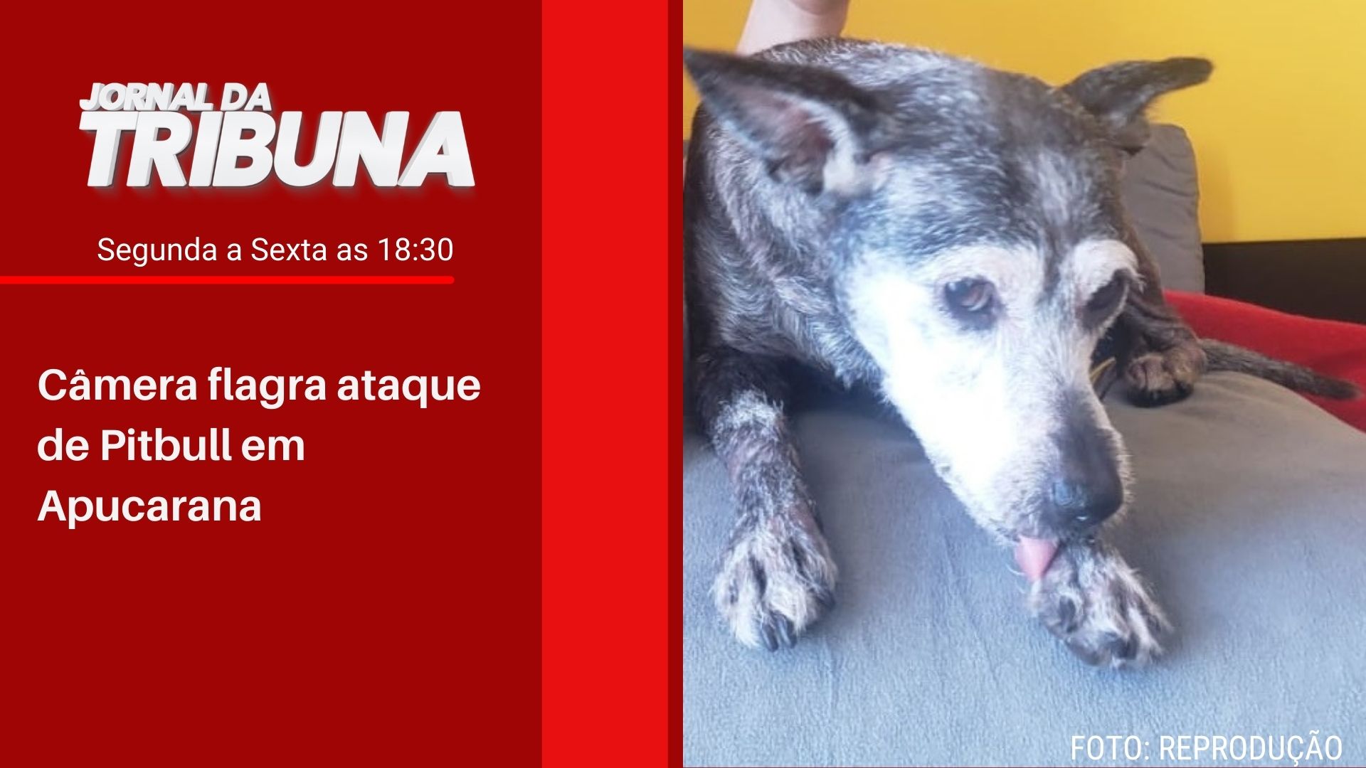 Câmera flagra ataque de Pitbull em Apucarana
