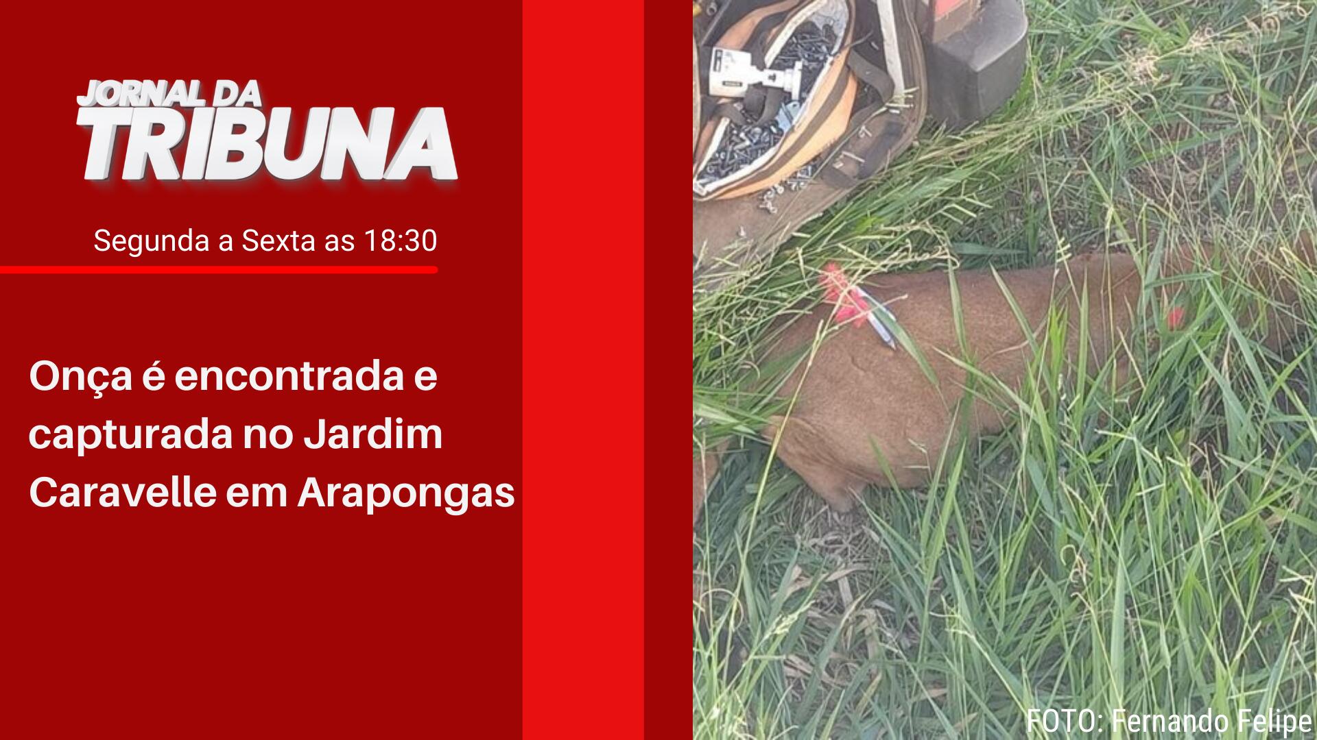 Onça é encontrada e capturada no Jardim Caravelle em Arapongas
