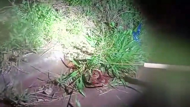 Cobra-coral é encontrada em bairro de Apucarana; veja o resgate