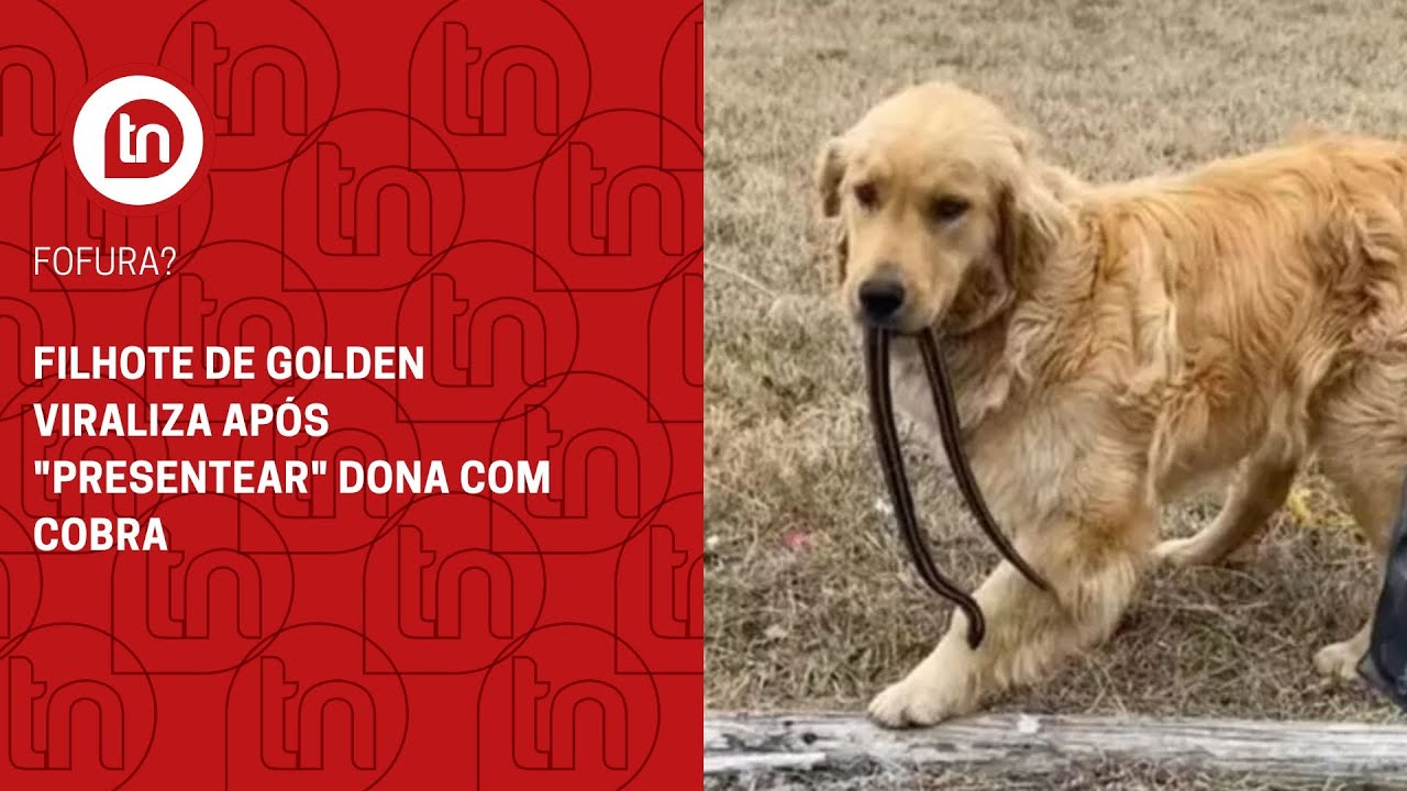 Filhote de Golden viraliza após "presentear" dona com cobra