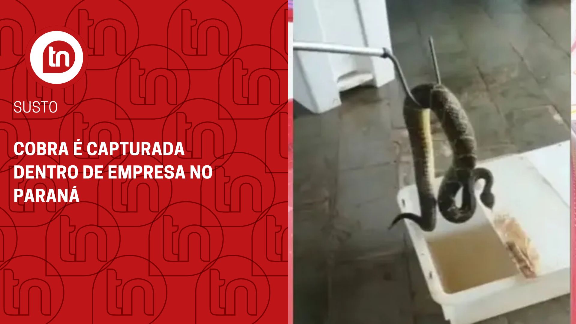 Cobra é capturada dentro de empresa no Paraná