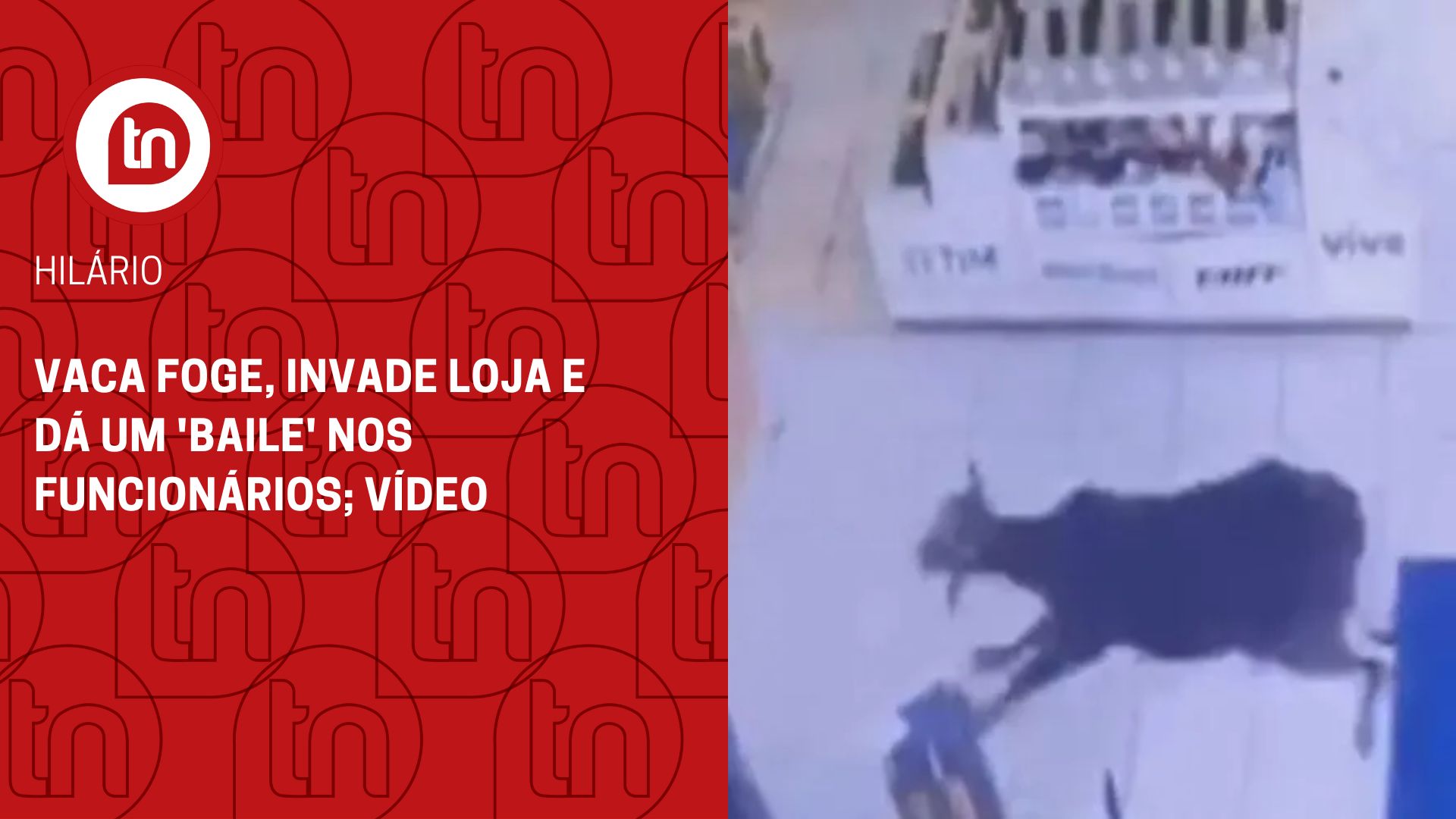 Vaca foge, invade loja e dá um 'baile' nos funcionários; vídeo