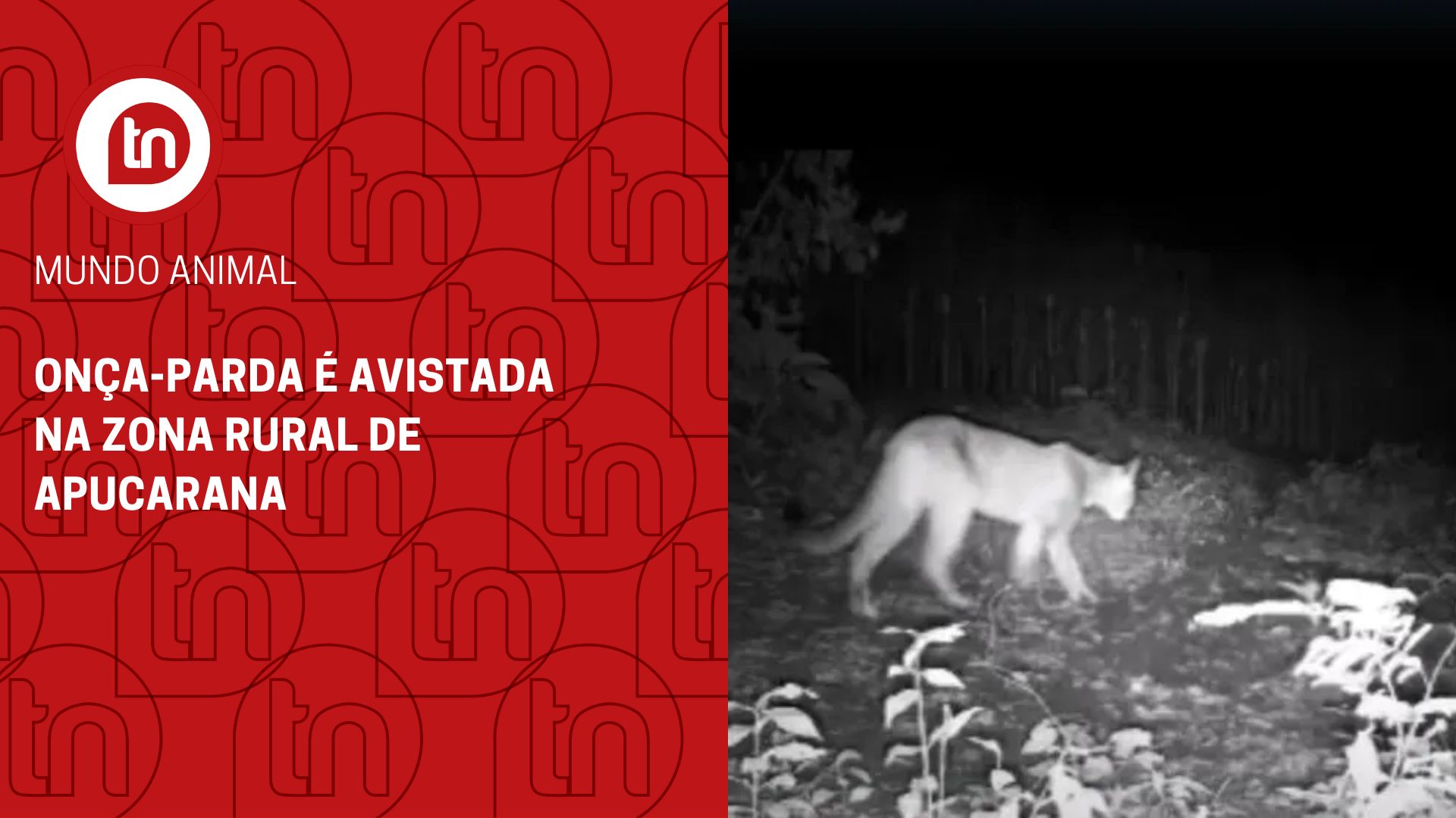 Onça-parda é avistada na Zona Rural de Apucarana