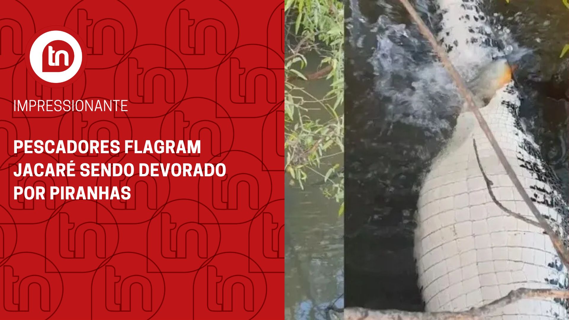 Pescadores flagram jacaré sendo devorado por piranhas