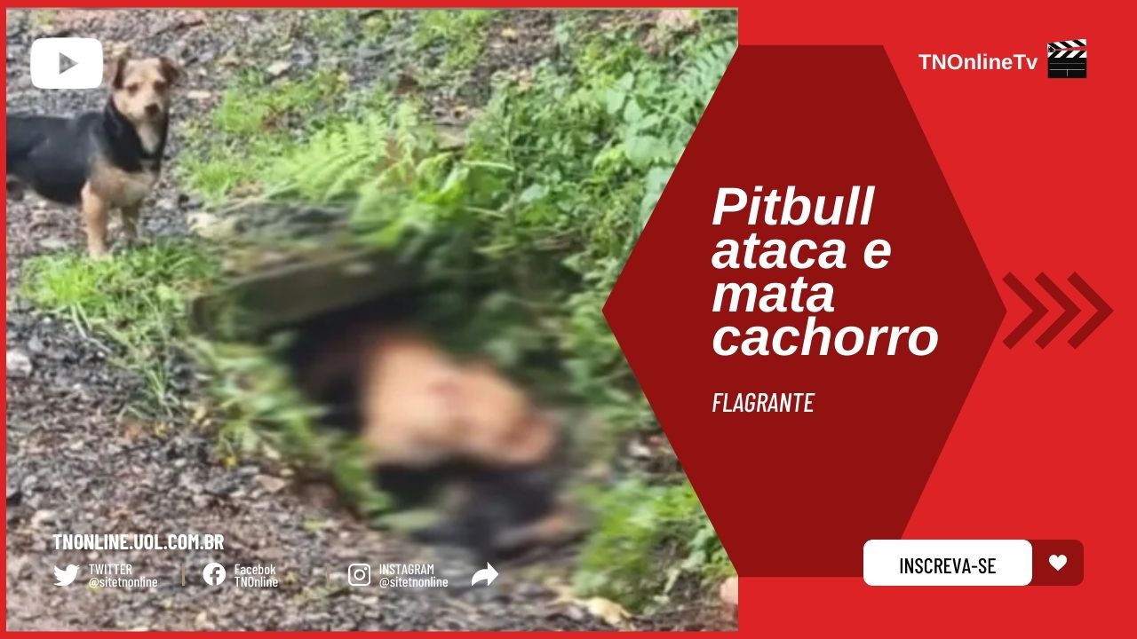 Moradores cobram providências após pitbull atacar e matar cão