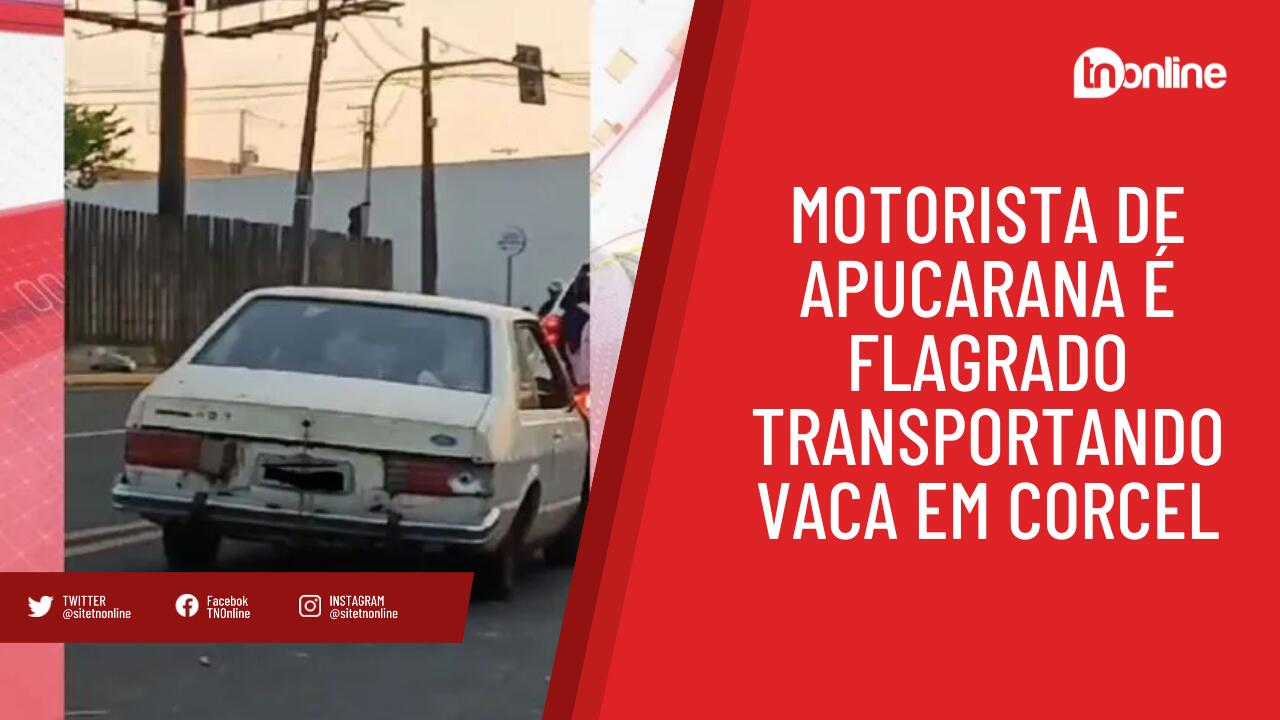 Motorista de Apucarana é flagrado transportando vaca em Corcel