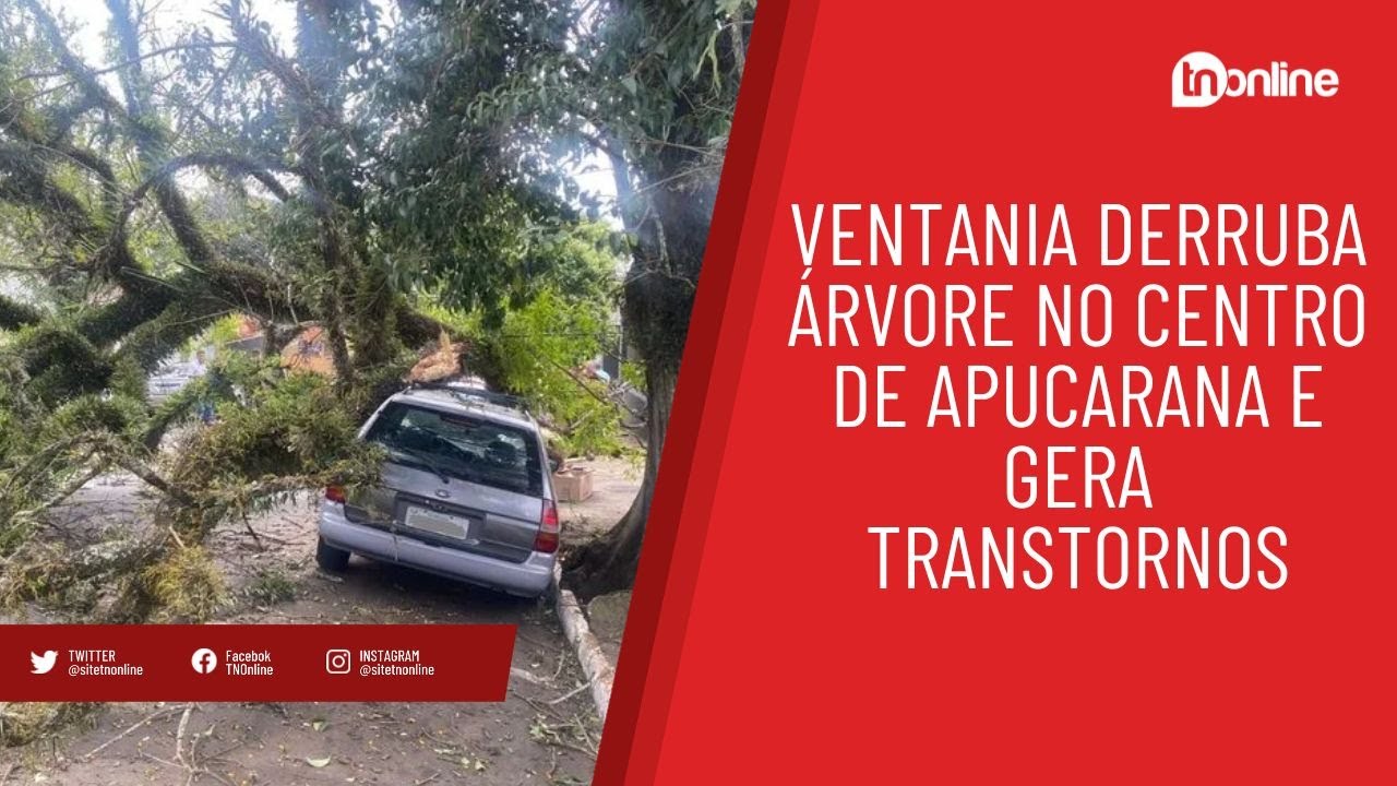 Ventania derruba árvore no centro de Apucarana e gera transtornos
