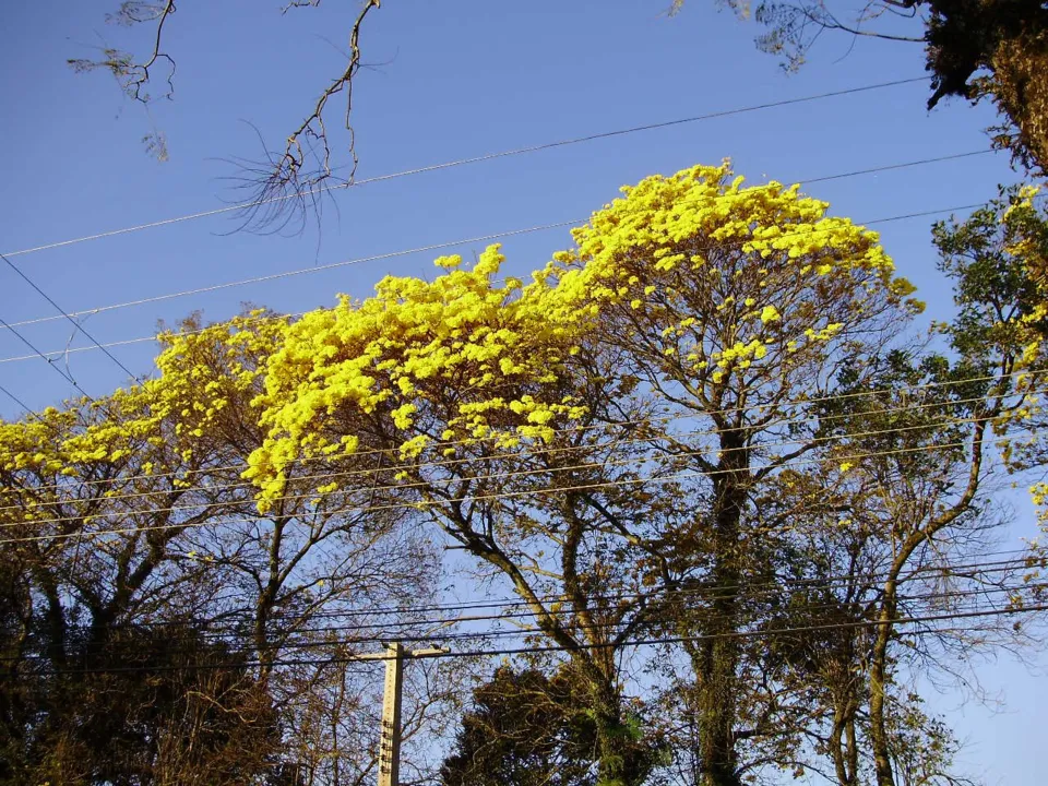 Ipê-Amarelo: árvores  proporcionam espetáculo com floração