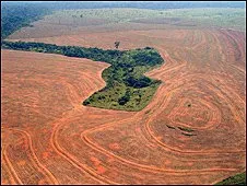  Cientistas dizem que não há indícios de que seca destruiria 40% da floresta