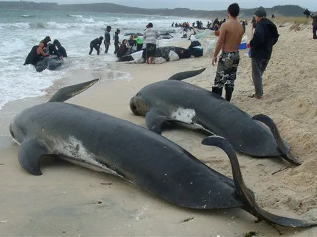  Baleias-piloto mortas em praia de Karikari, no norte da Nova Zelândia. Cinquenta e oito animais morreram e outros 15 estão atolados no local